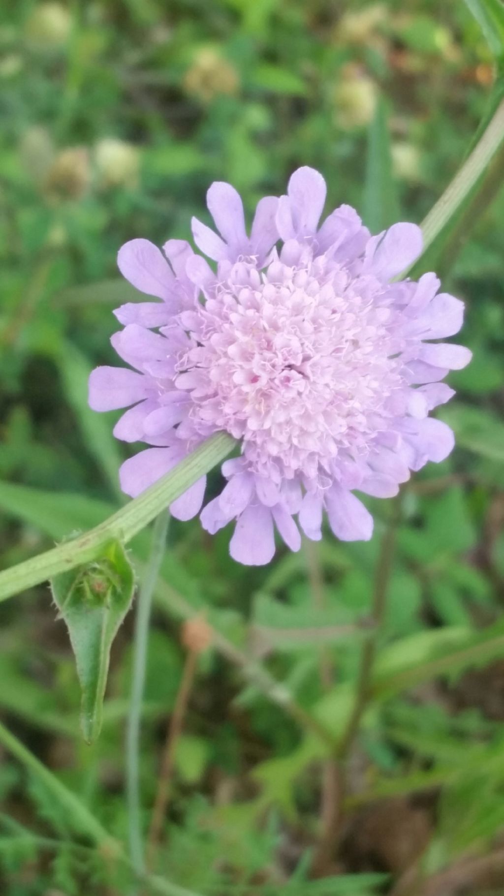 Scabiosa cfr. triandra